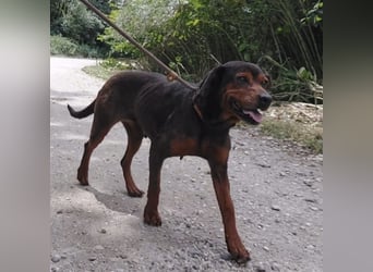 Missy braucht Liebe