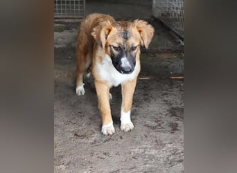 „Marisa“,Liebe Junghündin sucht ein Zuhause, gut verträglich. Noch zurückhaltend.