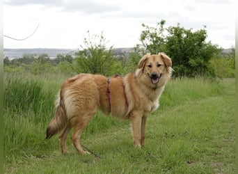 Sally sucht ein liebevolles Zuhause