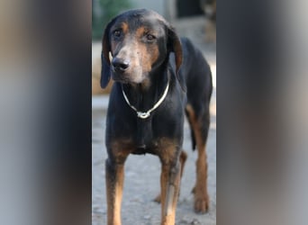 Priska, geb. ca. 08/2021, lebt in GRIECHENLAND, im städt. Tierheim Serres