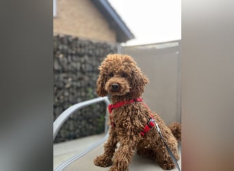 Toypudel Welpen