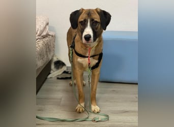 ruhige junge Hündin auf Pflegestelle bei Köln, Whitney
