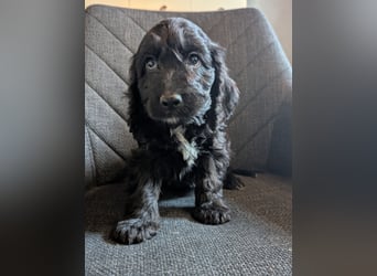 Cockapoo Welpen