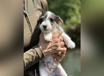 Wunderschöne Parson Jack-Russell Terrier Welpen, aus liebevoll. Hausaufzucht