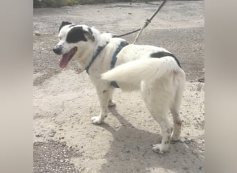 Rocky möchte eine 2.Chance für eine Familie haben