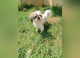 Shih Tzu Mädchen Yuki
