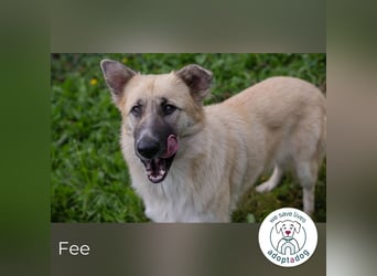 Fee: anhängliche Schönheit