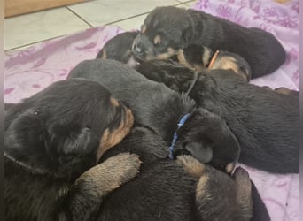 Rottweiler Schäferhund Mix