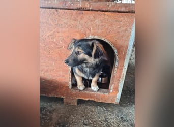 Buddy, 1 Jahr, kleiner Abenteurer sucht großes Herz