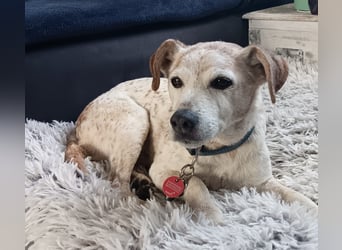 Momo ein toller Jack Russel Mix