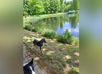 Lailani sucht ein neues Zuhause
