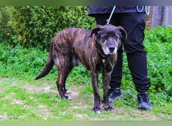 Nero, Mix Schäferhund / Castro Laboreiro, lieb und sozial
