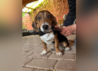 Nelly, geboren 25.12.2024, 29cm sucht ihre Menschen