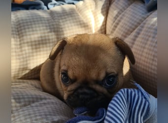 Vergnügte Frops Kinder  (Französische Bulldogge + Mops )