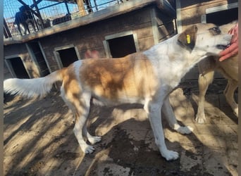 ♥KATJA♥ bezaubernde, verschmuste, geduldige Hündin mit besonderer Fellzeichnung 49 cm