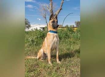 AMILA ❤️ wunderbare Malinois Dame, Pflegefamilie Kempen