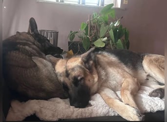 2 liebevolle Schäferhunde suchen ein zu Hause