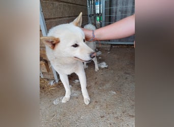 Lien, offener, freundlicher Shiba Inu Rüde geb. 2023