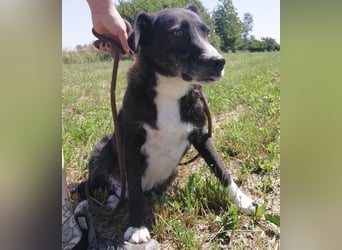 Lun seit 4 Jahren in Tierheim
