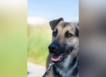 Lieber mittelgroßer Sam sucht ein ruhiges Zuhause