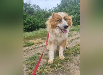 Wunderschöner „Hope“ Collie Mix ca. 6 Jahre auf der Suche nach dem Glück