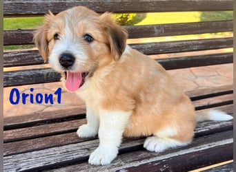 Orion1 geb. 05/2025 (ESP) - neugieriger Border-Collie-Mix Welpe!