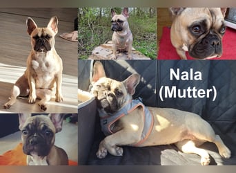 Französische Bulldoggen Welpen