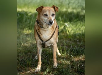 Halle - Prinzessin sucht Königreich - Tierhilfe Franken e.V.