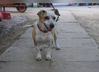 Tillie - bezaubernde, liebenswerte Dackel Mix Hündin