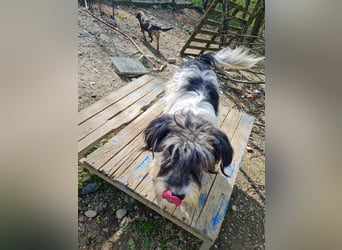 Kuckuck, wer schenkt Traumhündin ESTELLE ein liebevolles Zuhause?