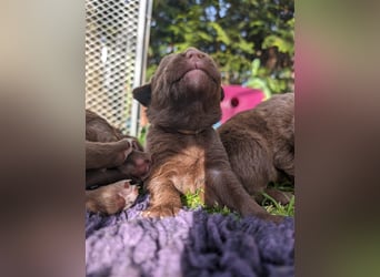 Aussiedor ,labrador,Australian shepherd  ,mit augenuntersuchung