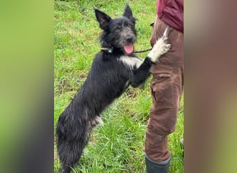 Zorro, geboren 25.09.2024, 40cm sucht sein Glück