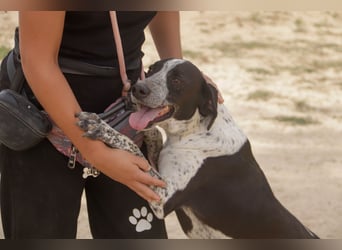 Casimo, Mix Labrador / Pointer, lieb und sozial