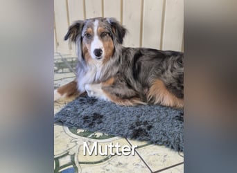 Australian Shepherd Welpen