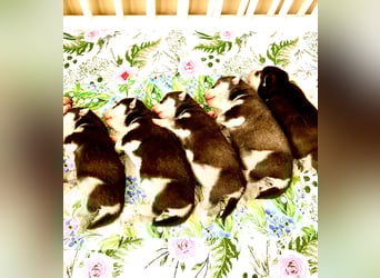 FCI Pedigree Blue Eyed Black & White Siberian Husky Champion Puppy