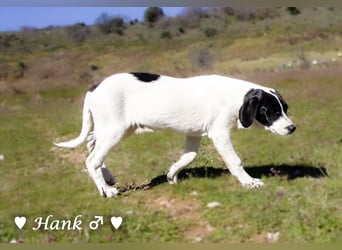 Holly, Hank, Harold und Herbie suchen ab sofort ein Zuhause