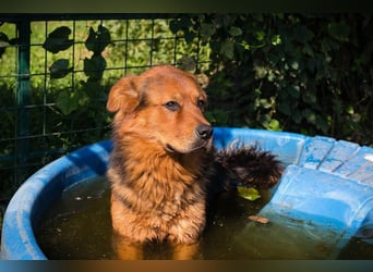 Milo – Harte Schale, weicher Kern
