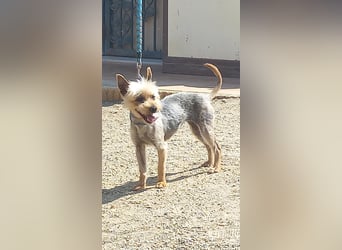 Cleo, offen, freundlich, verträglich