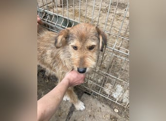 ♥SOUL♥ niedliche, anfangs noch vorsichtige Hündin mit dem zauberhaft getigerten Struppifell 47 cm
