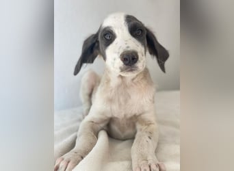 Donar, geb. ca. 03/2025, lebt in GRIECHENLAND, im städt. Tierheim Serres