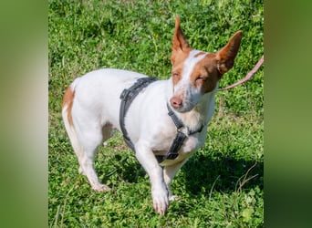 Bluey – eine Schmusemaus