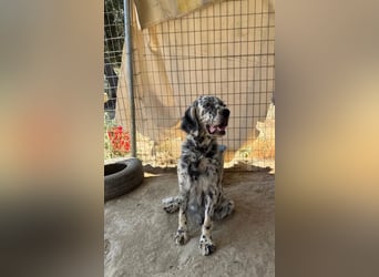 Lottie – Sanfte Setterseele sucht ihr Glück!