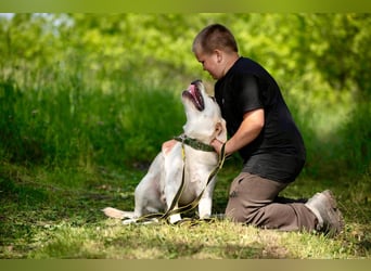 Labrador Bern sucht ein Zuhause
