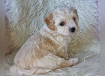 Havapoo Pudel Havaneser-ShihTzu