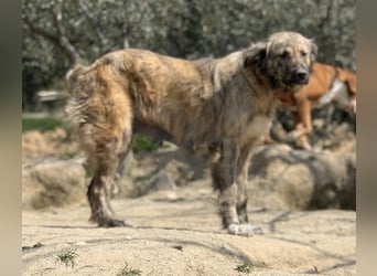 Nandi, geb. ca. 03/2020, lebt in GRIECHENLAND, städt. Tierheim Serres