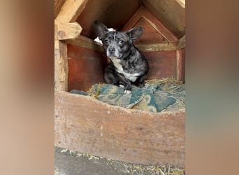 Monty LM – kleiner Rüde mit schwerem Start sucht geduldige Menschen