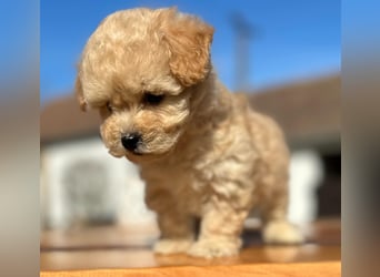 Rarität. Echte Teddybär Maltipoo Welpen in tollem Apricot abzugeben. Malteser/Pudel