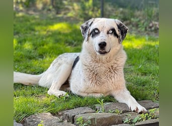 Snow, geb. ca. 06/2023, lebt auf einer Pflegestelle in 47652 Weeze