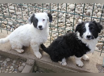 Pfiffige PUPIN - neugierig, gechillt und verschmust