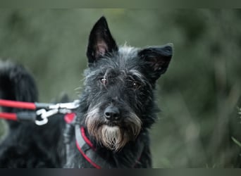Süsse Phoebe sucht ihr Für-Immer-Zuhause!